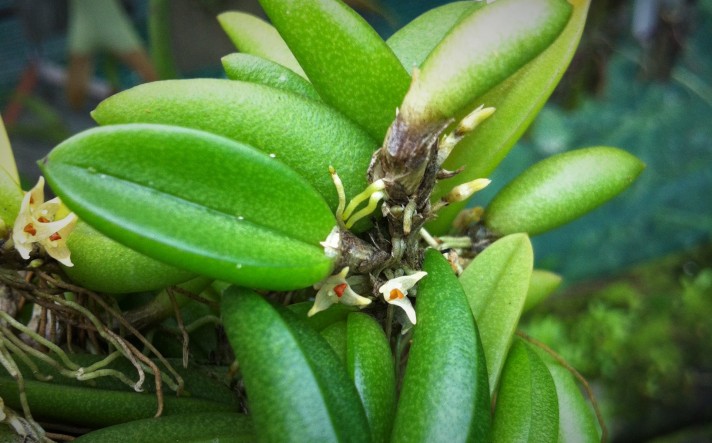 Bulbophyllum sheperdii