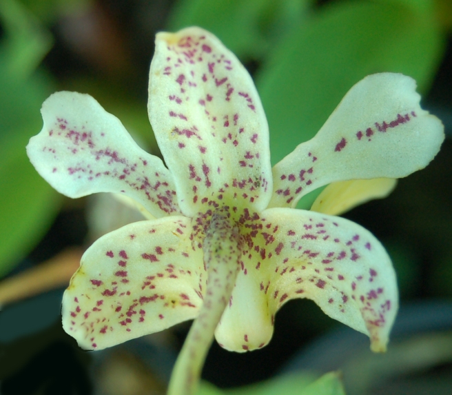Dendrobium Microchip2
