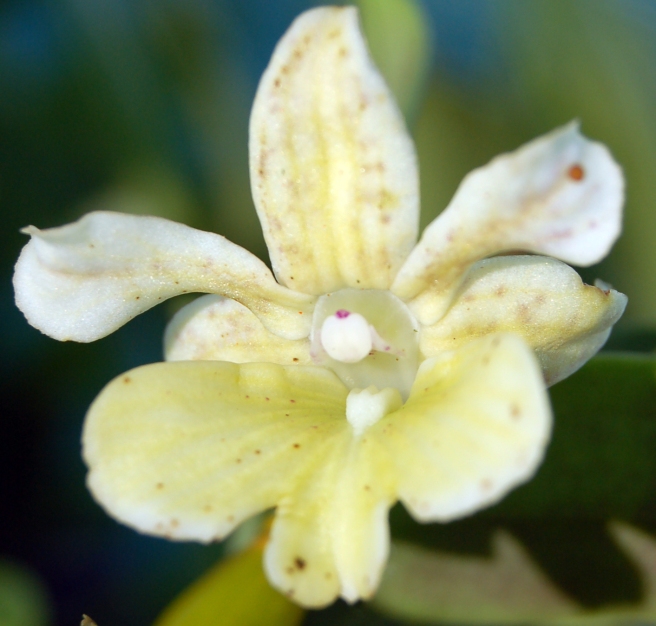 Dendrobium Microchip4